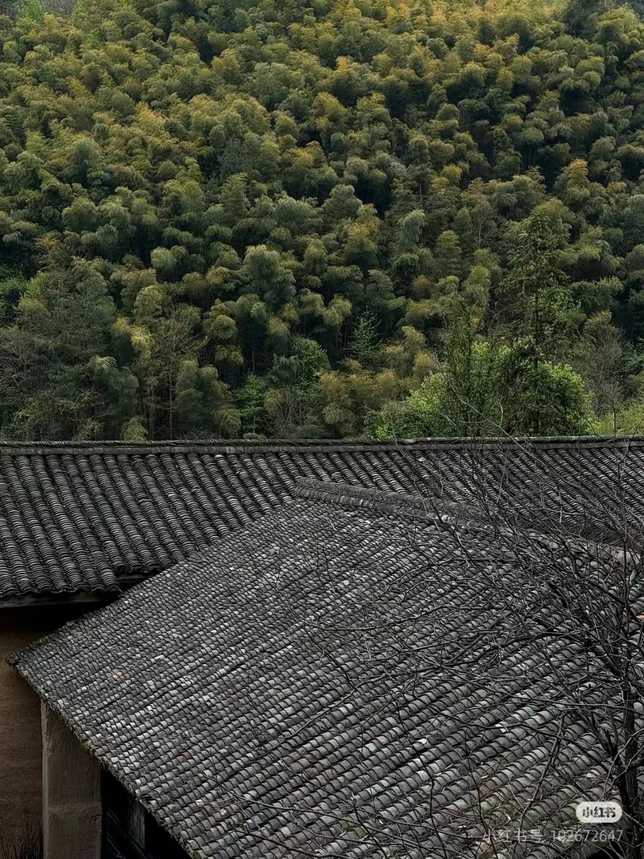 藏匿于山林間的避世“烏托邦”.jpg